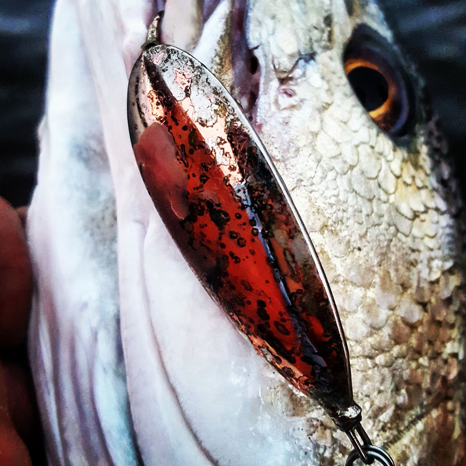 Fish with open mouth holding a shiny copper and red fishing lure.