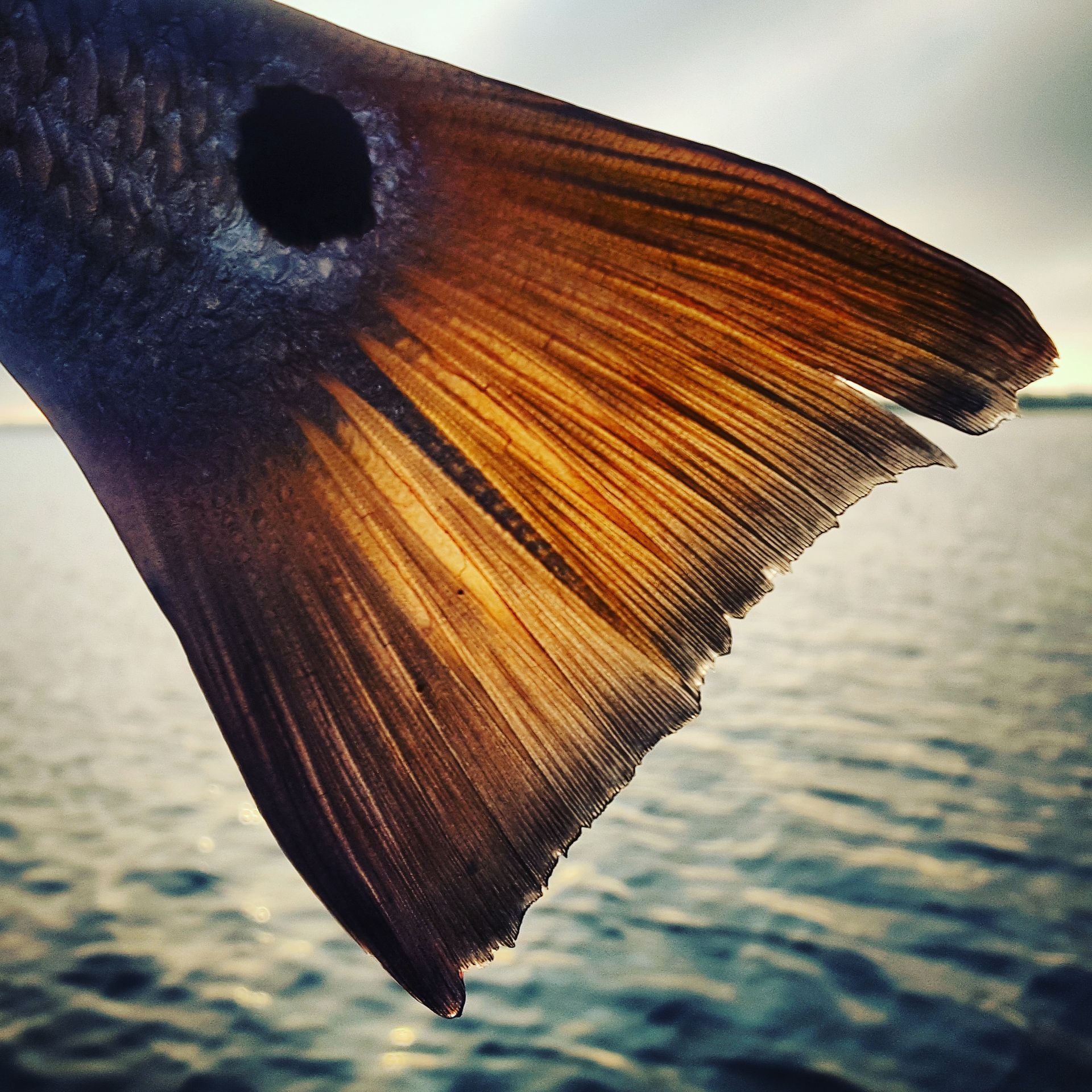 Redfish tail, orange and brown, near water. Distinct black spot.