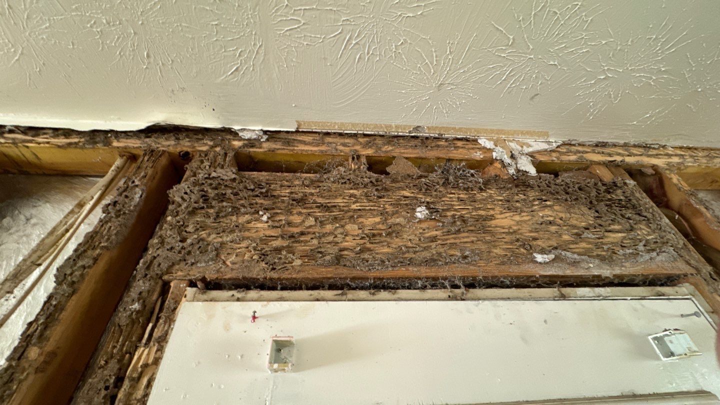 Expert pest prevention services in Middle Georgia