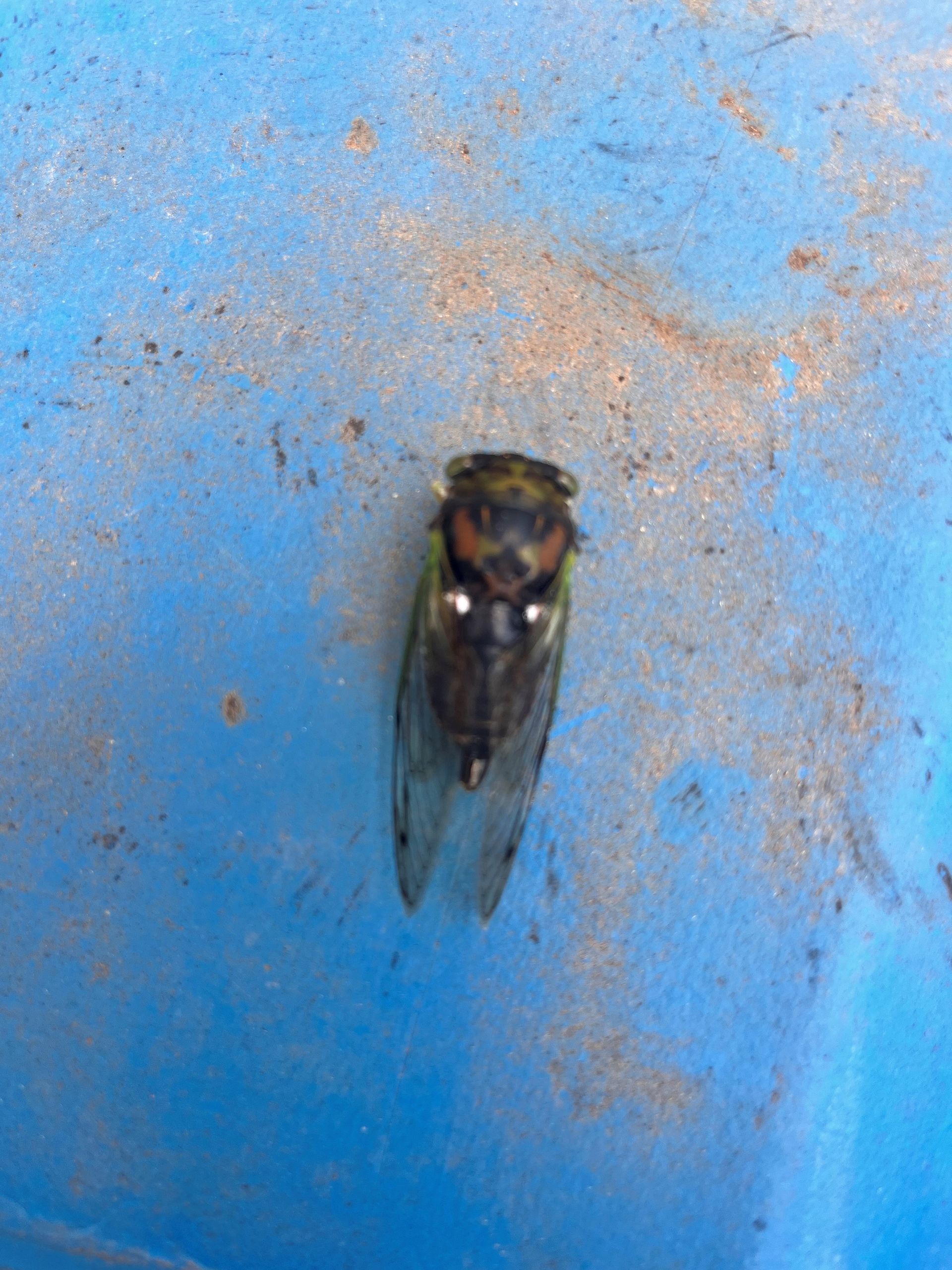 Cicada in Forsyth, GA