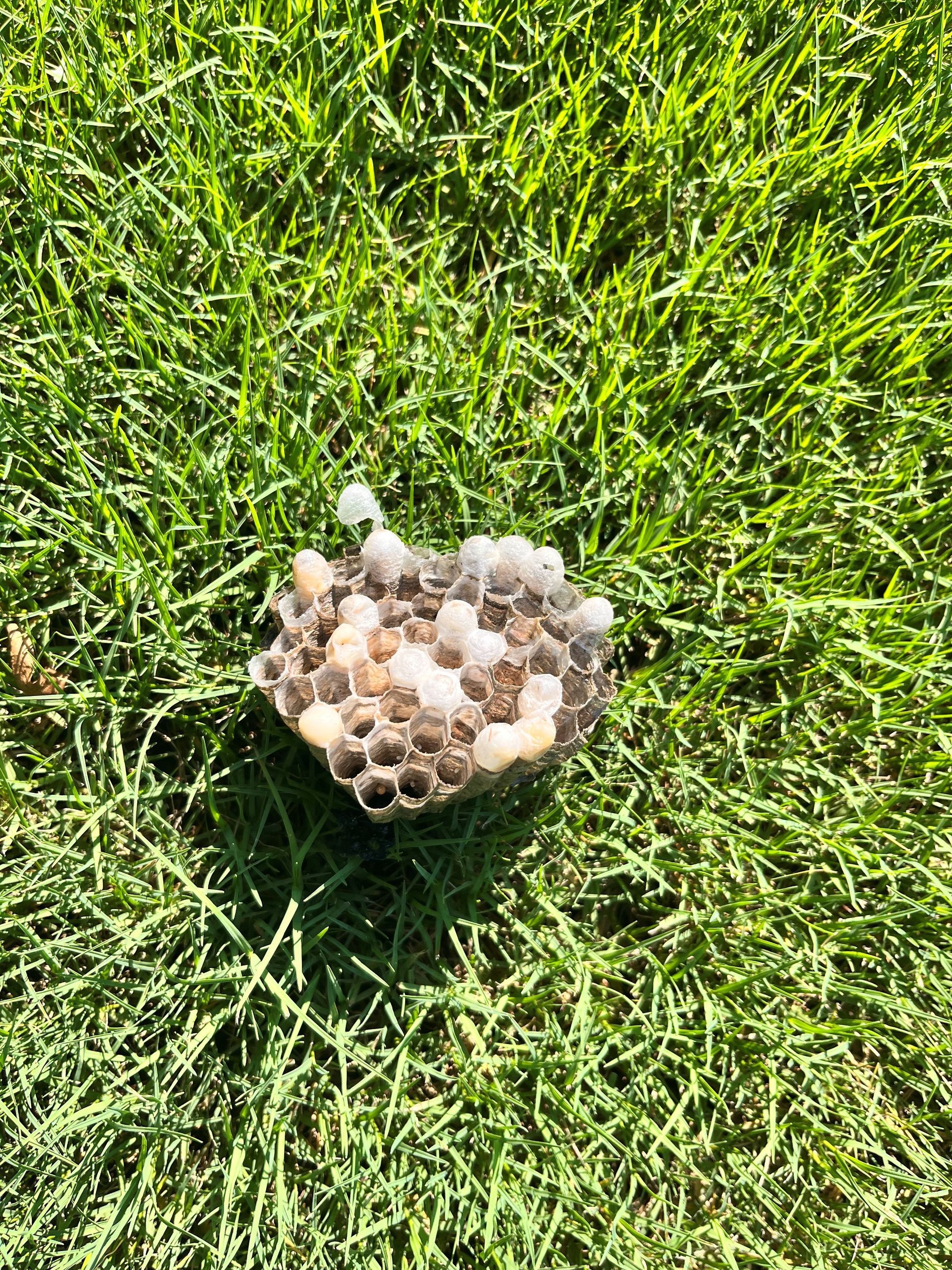 Wasp nest removal from a backyard with Pest Magic solutions