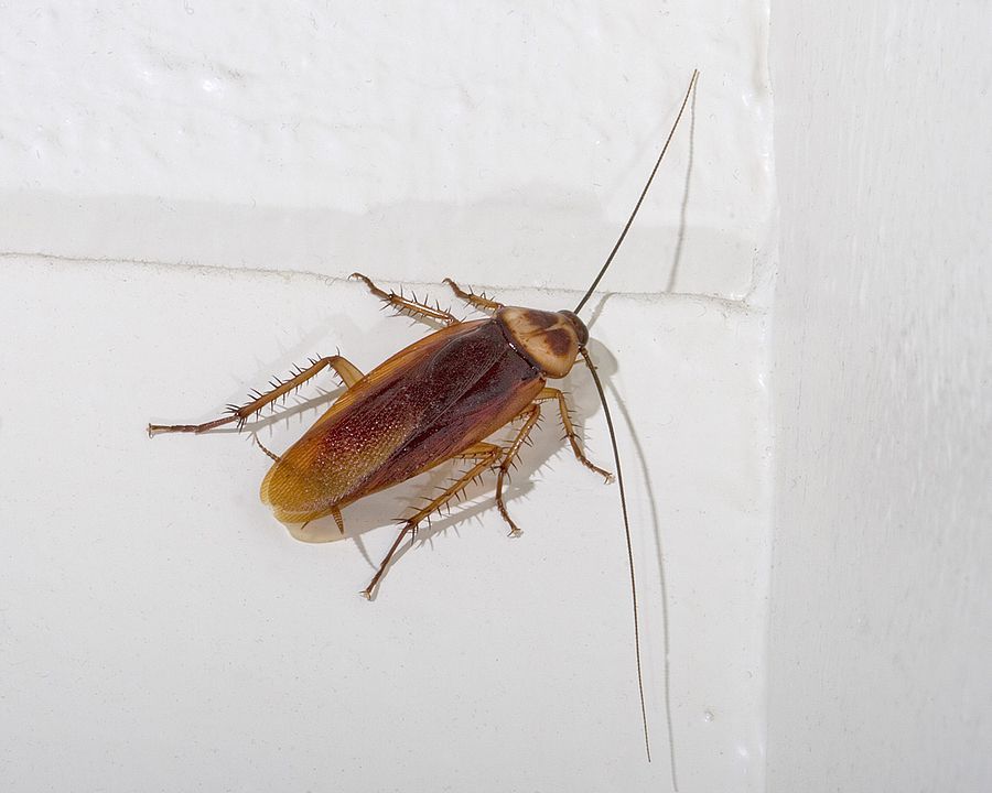 Adult American cockroach with a chestnut-brown body and pale marking behind its head