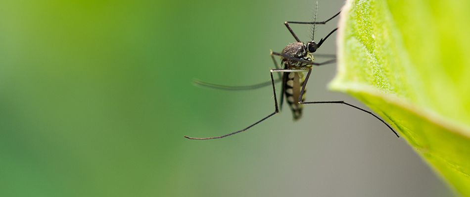 Mosquito spraying for residential properties in Forsyth, GA