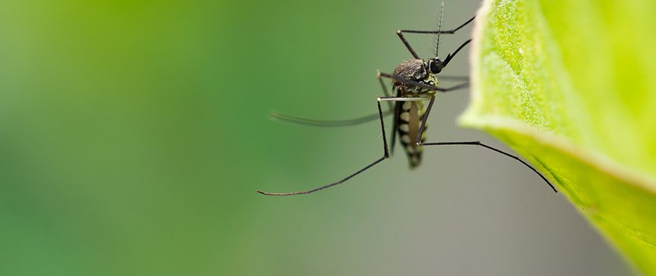 Effective mosquito prevention for outdoor spaces