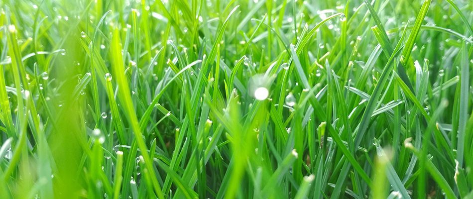 Healthy lawn free of pests and weeds with Pest Magic in Warner Robins