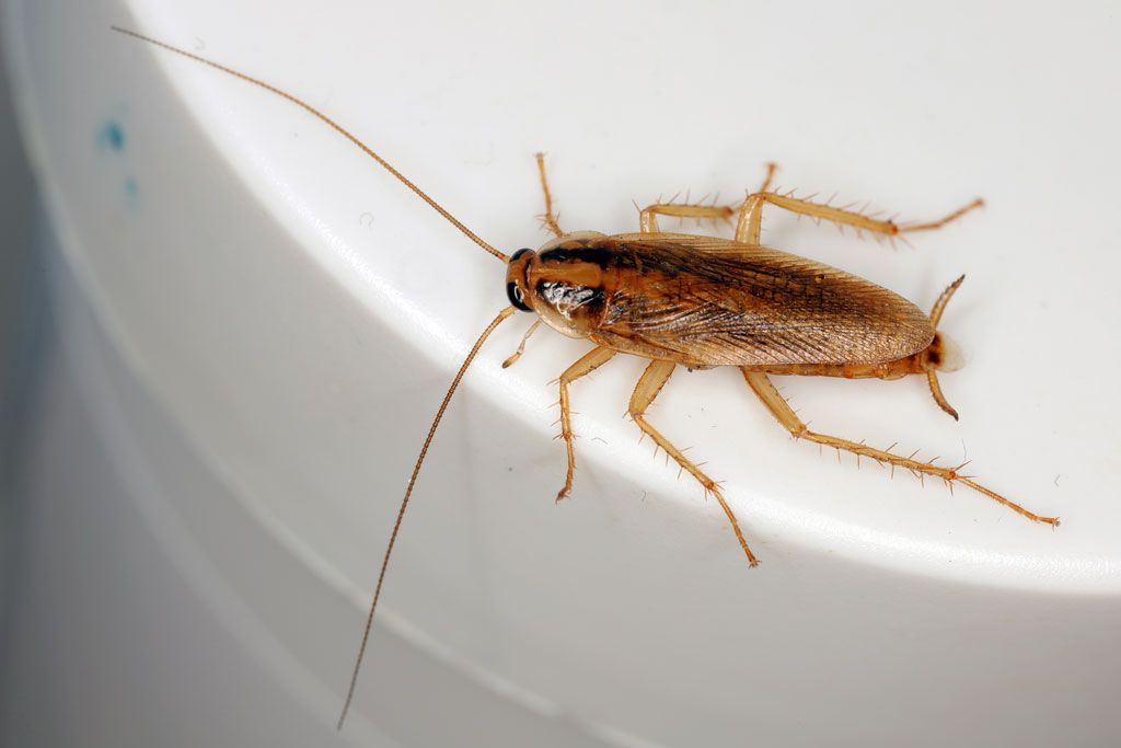 Adult German cockroach with two dark parallel stripes behind its head
