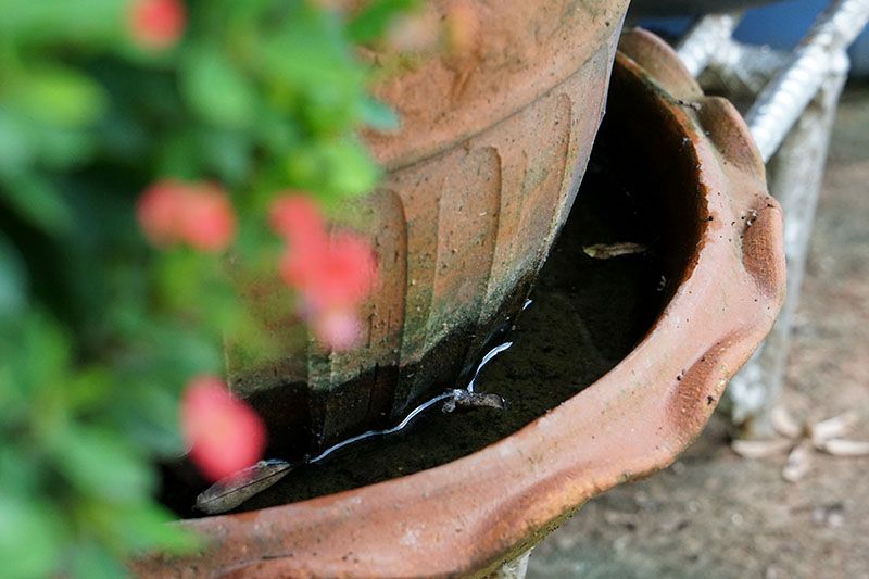 standing water mosquito breeding site middle georgia yard