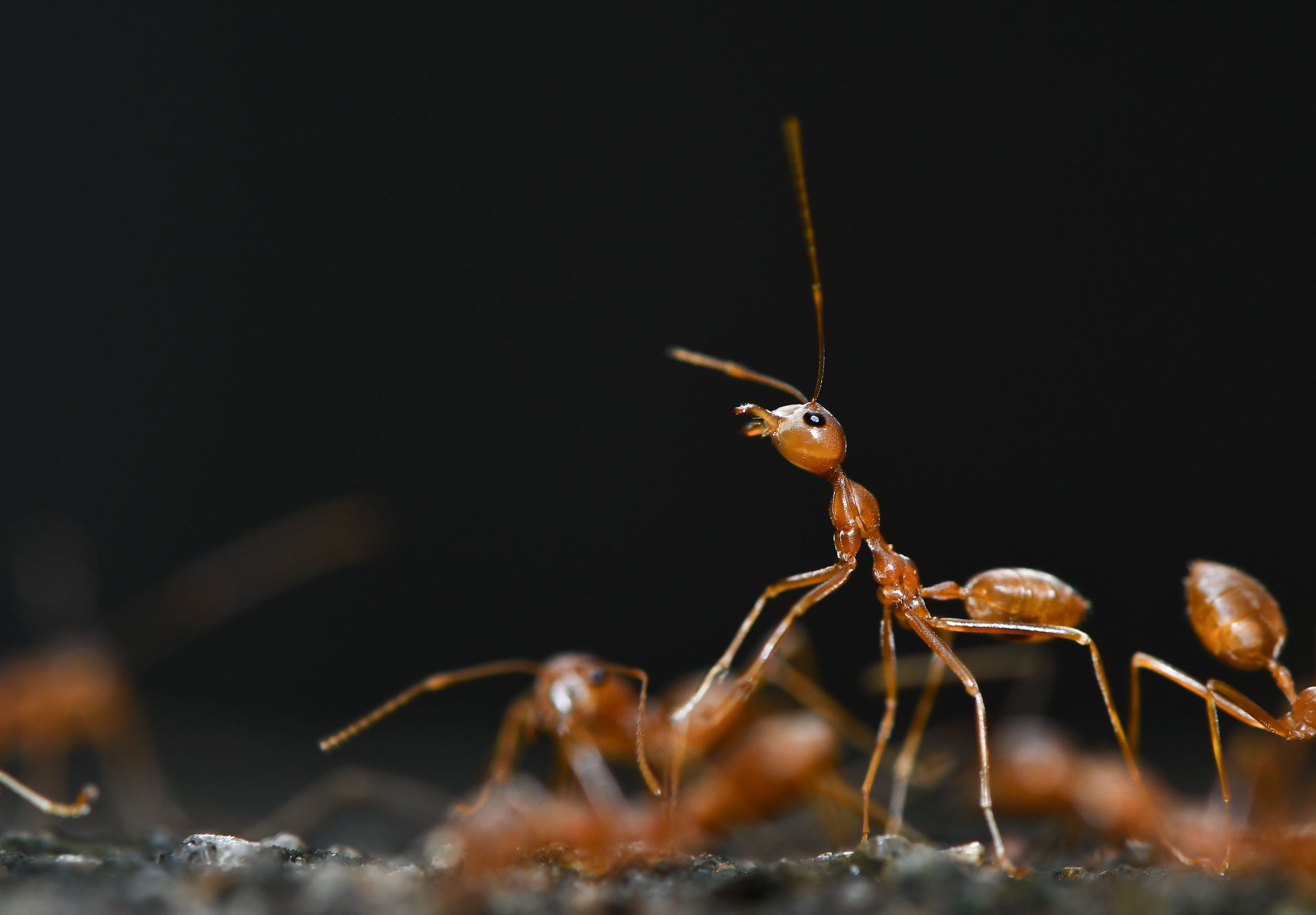 Ants moving indoors after heavy rain in Georgia