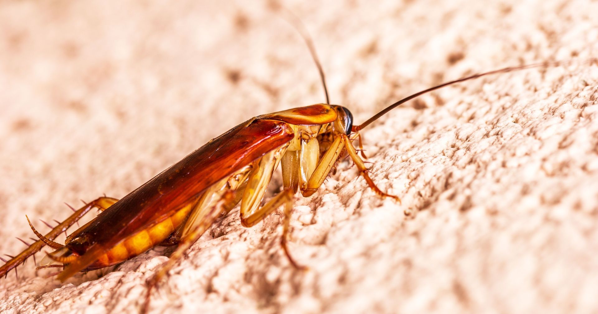 Roach or palmetto bug seeking shelter after stormy weather