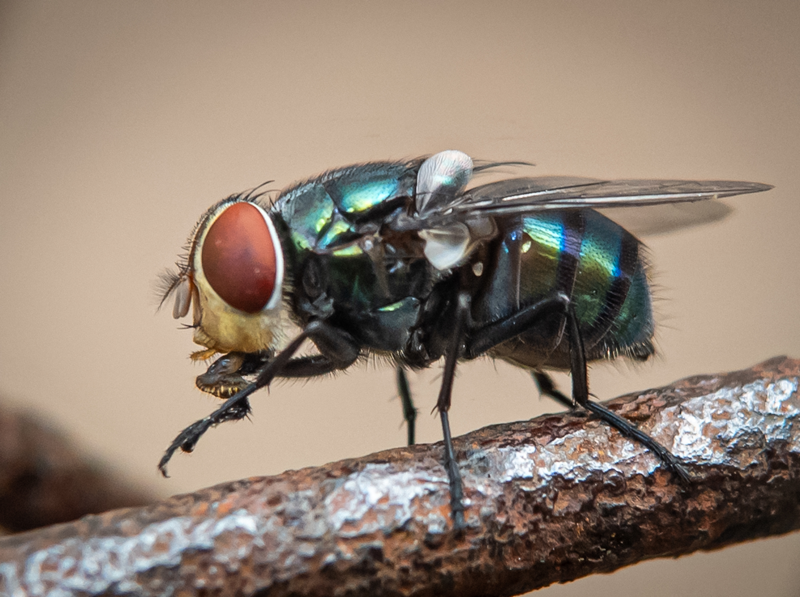 Screwworm fly close-up highlighting why professional fly control is important in Middle Georgia