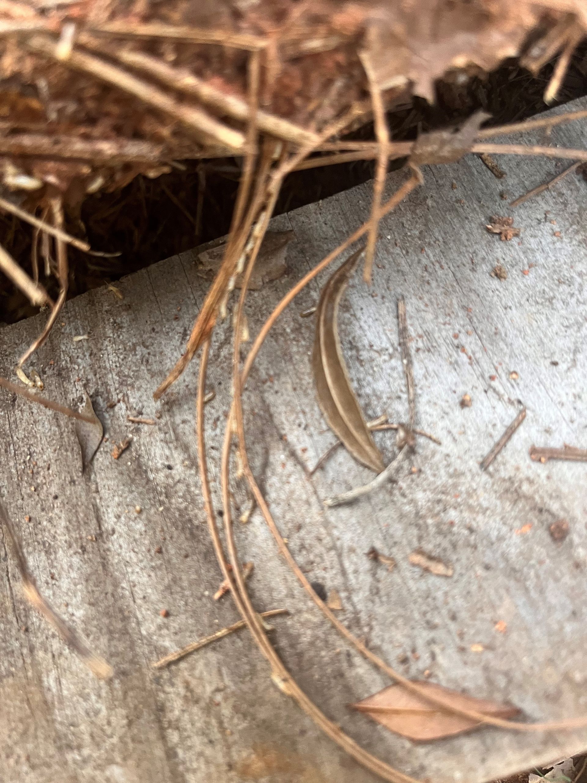 Pest Magic technician inspecting a home for termites