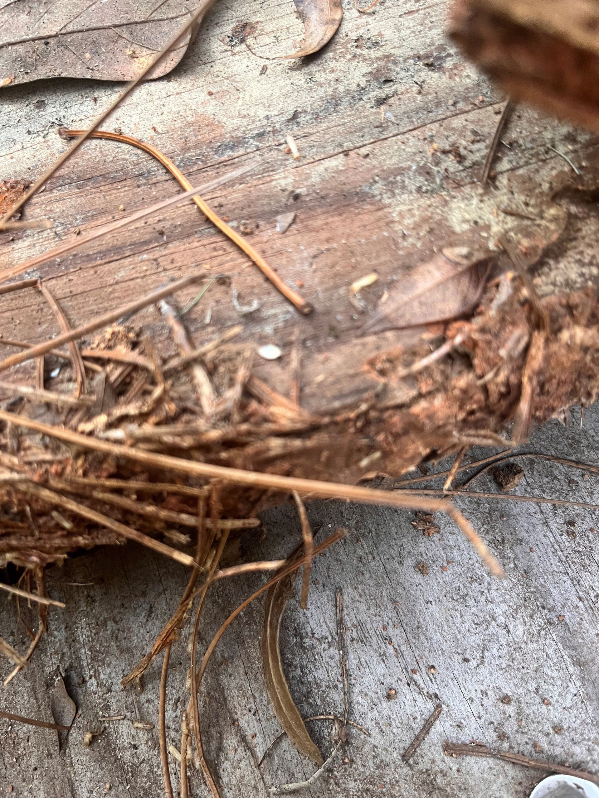 Professional termite control services in Georgia