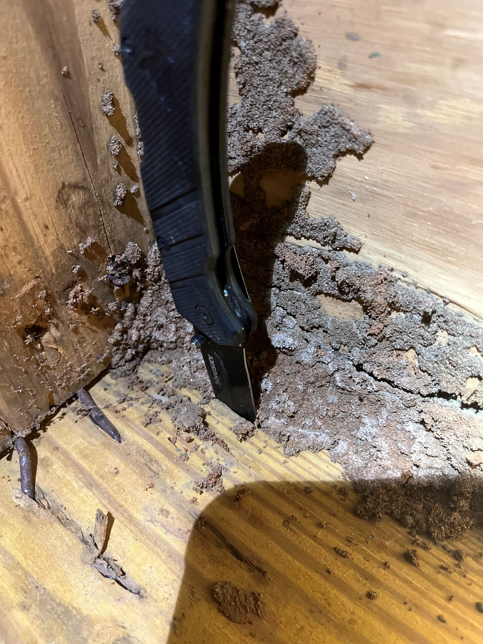 Identifying termites in the home.