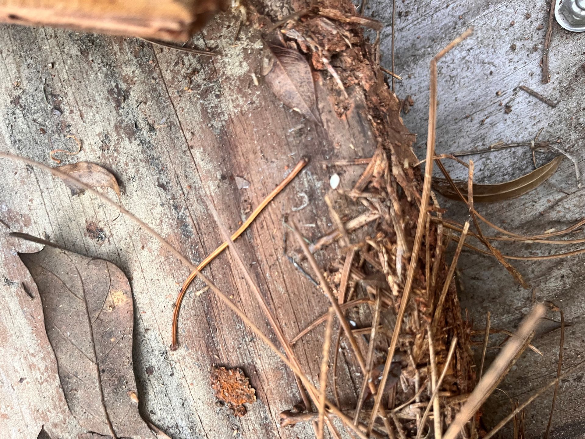 Termite inspection and control for Forsyth, GA homeowners