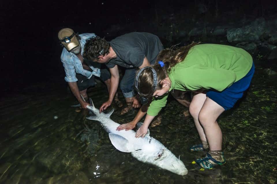 Three People Holding a Fish
