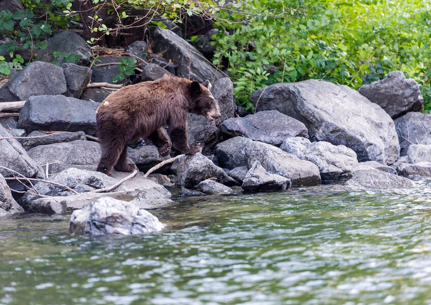 Bown Bear Standing on A Rock Near a Body of Water