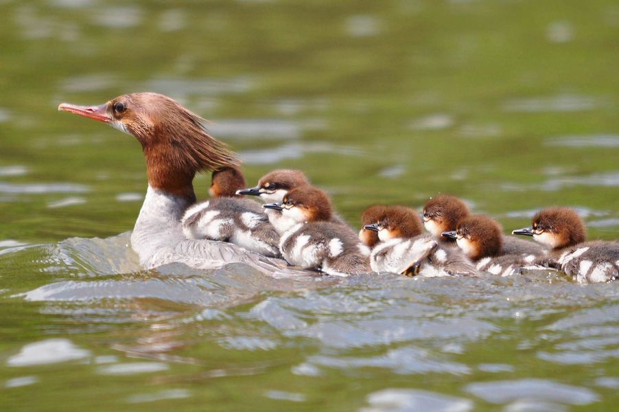 Grande Ronde River’s Unique Wildlife