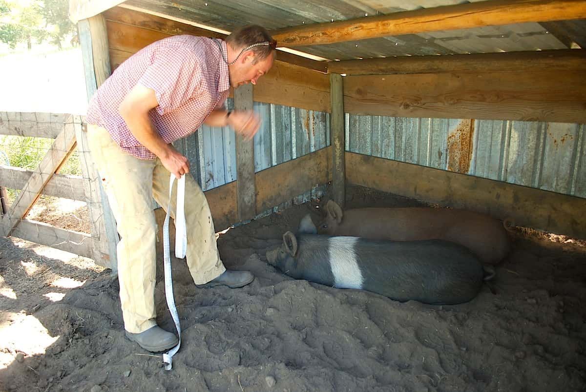 Man Checking Two Pigs