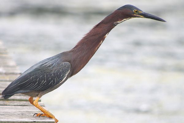 A bird with a long neck is standing on a wooden dock.