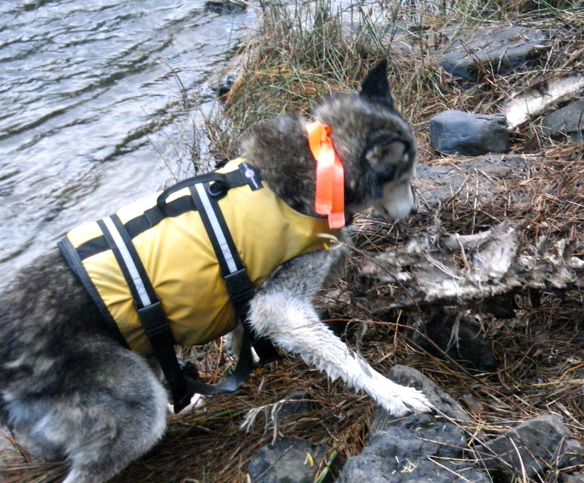 A dog wearing a yellow life jacket is looking for something in the water
