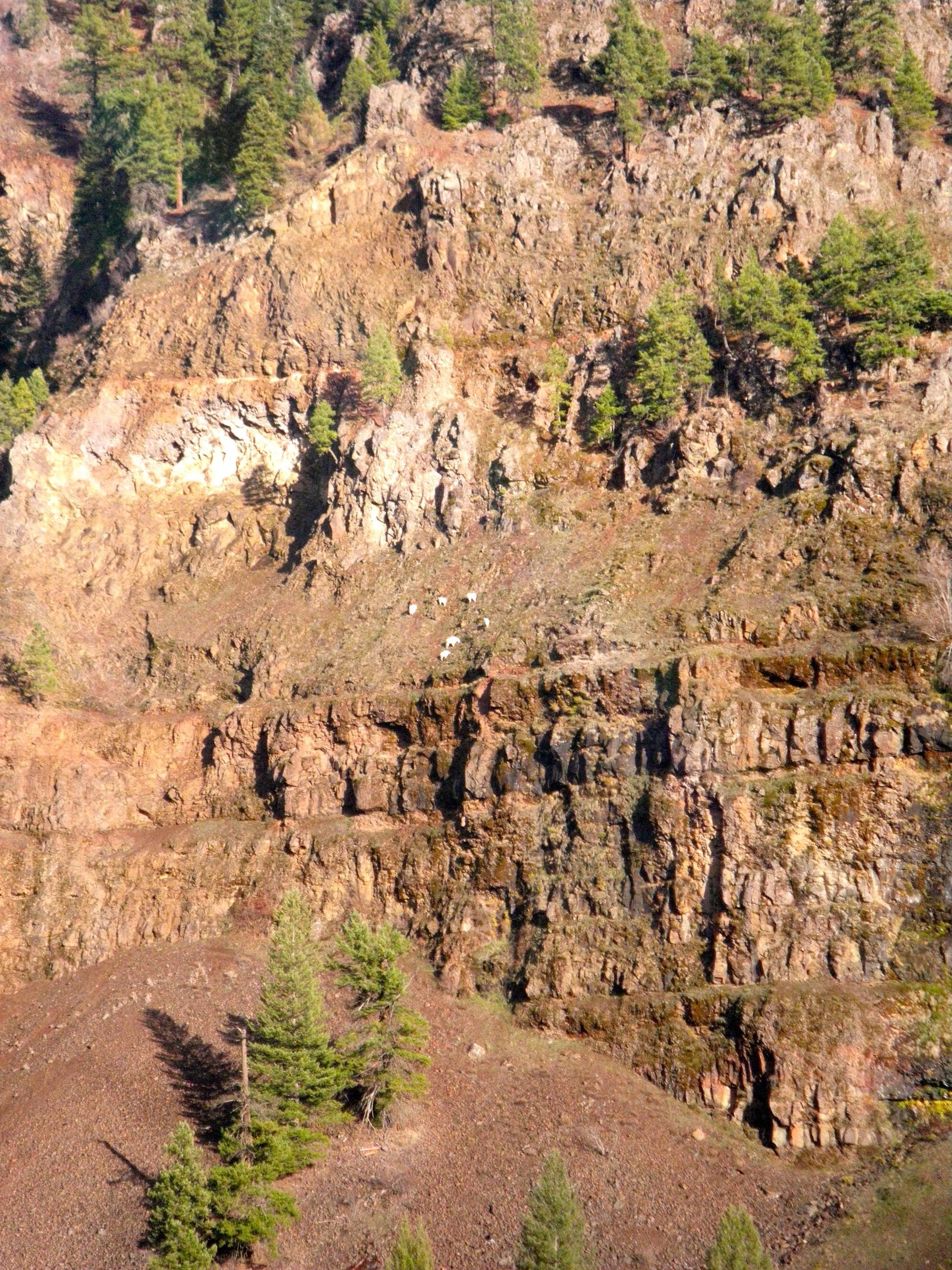 An aerial view of a cliff with trees on it