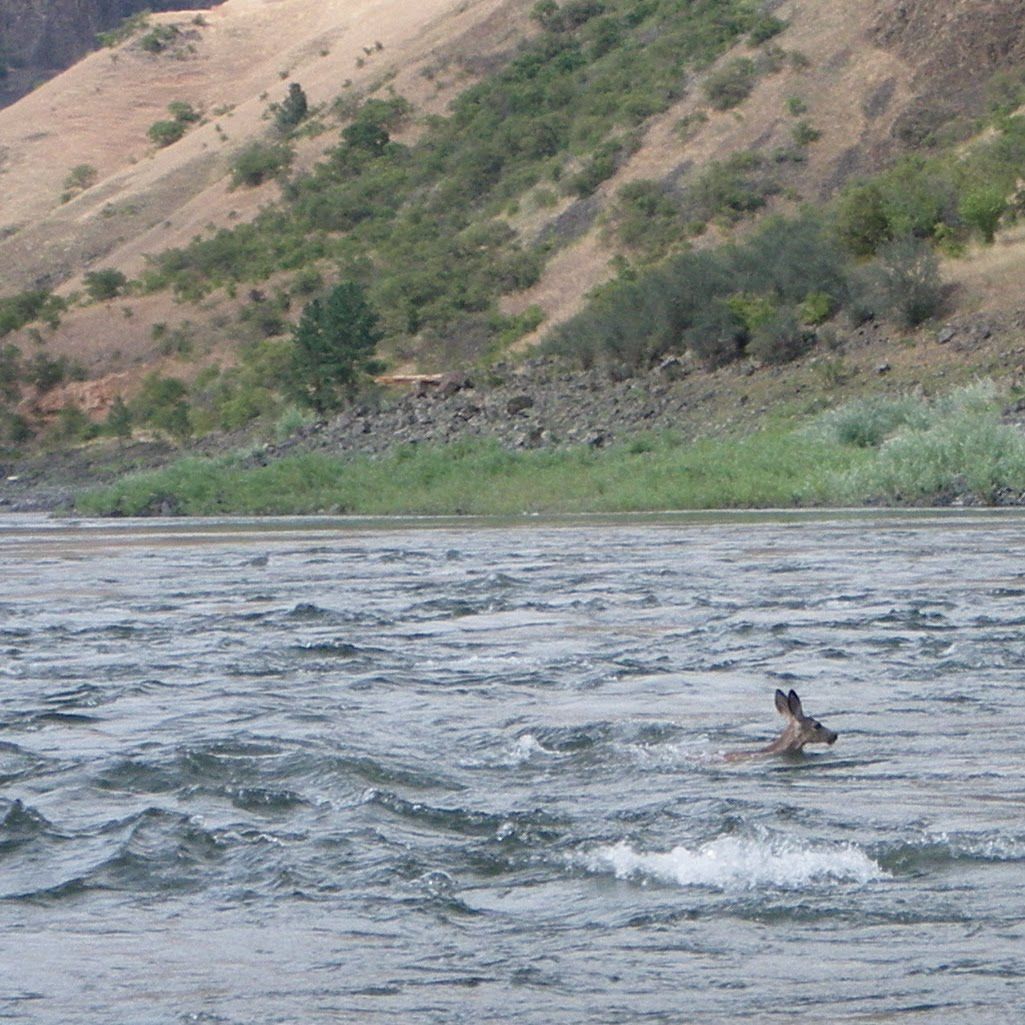 A duck is swimming in a river with mountains in the background.