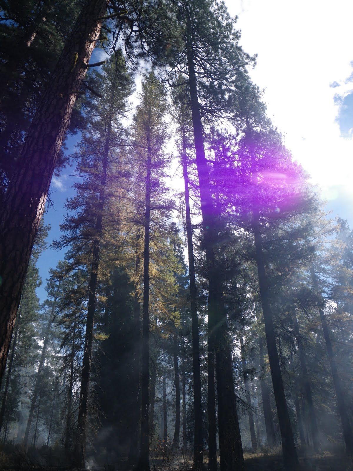 The sun is shining through the trees in the forest