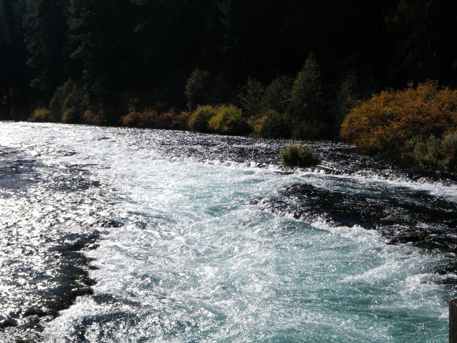 A river flowing through a forest with trees in the background