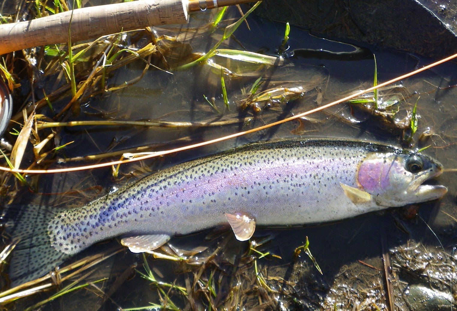 A rainbow trout is laying on the ground in the water