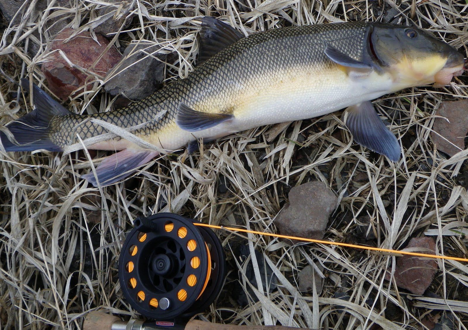 A fish is laying on the ground next to a fly fishing rod.