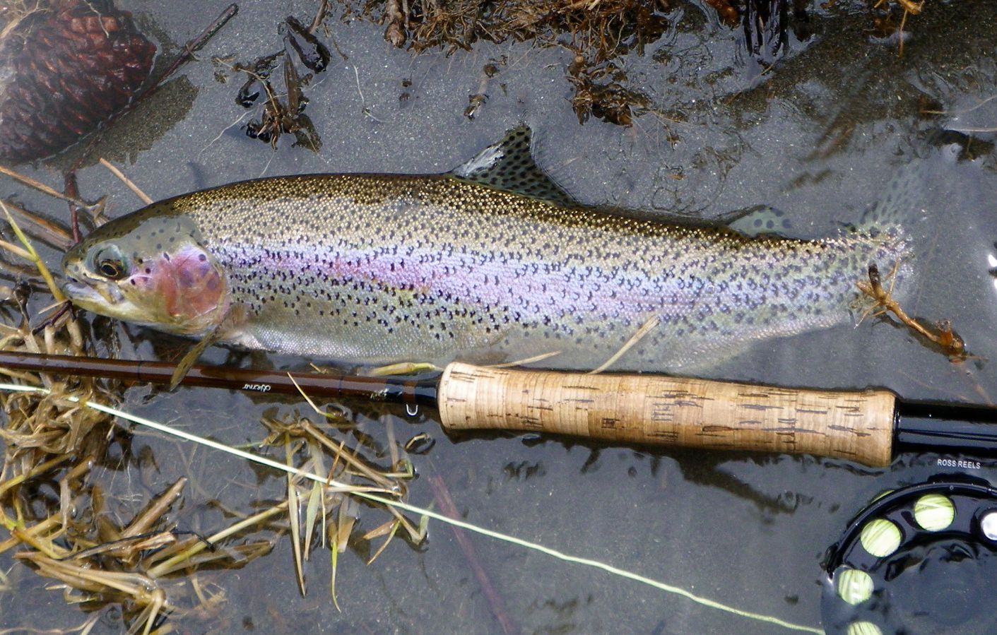 A rainbow trout is laying on the ground next to a fly rod
