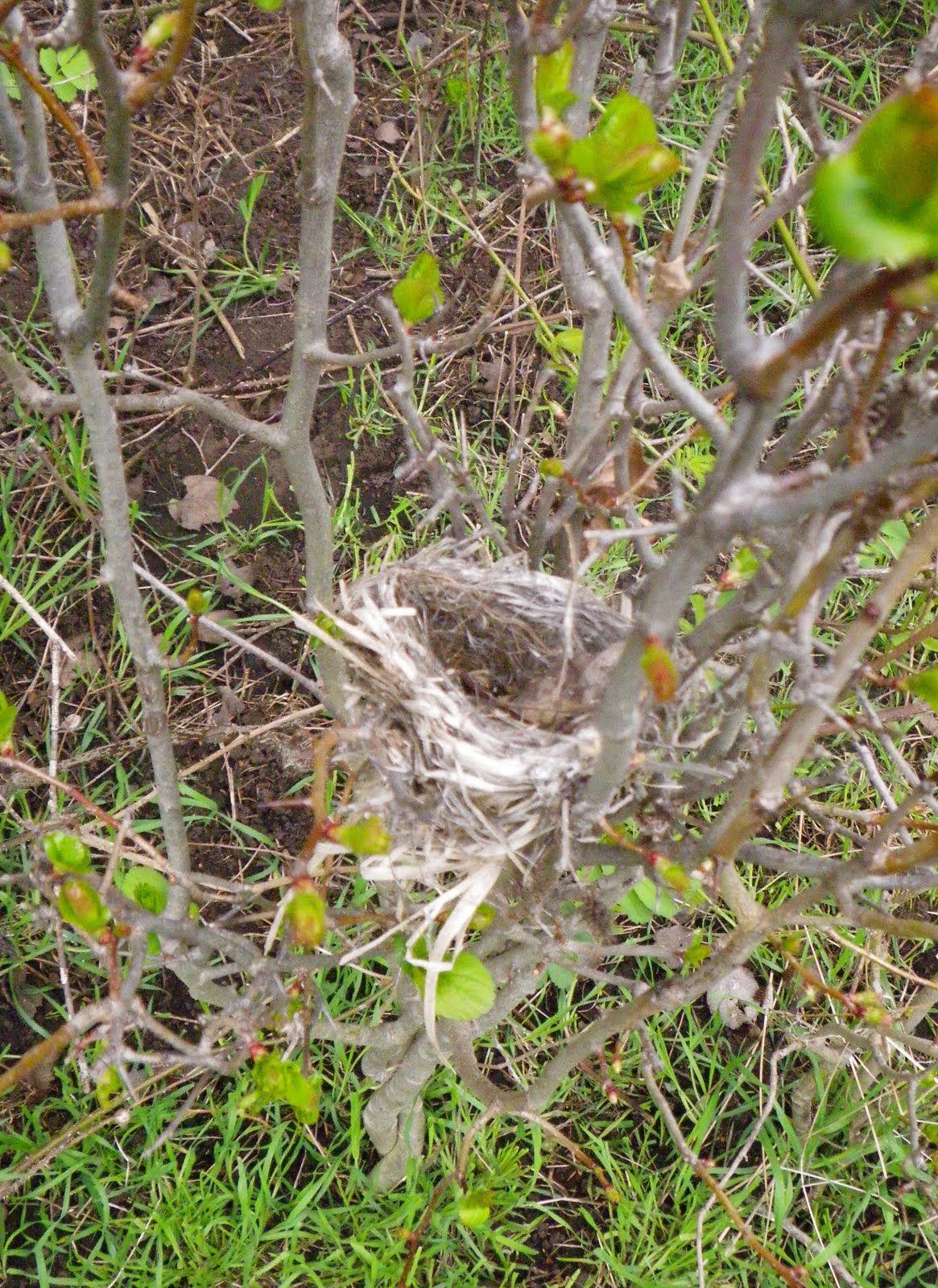 A bird nest is sitting in the middle of a tree.