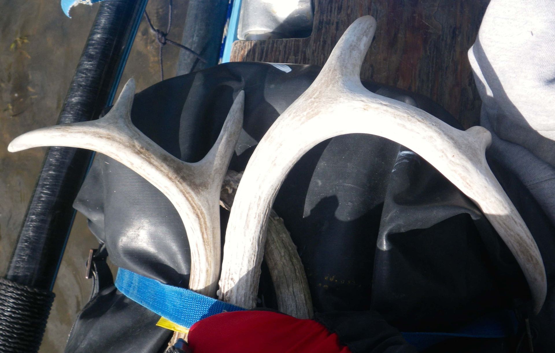 Pair of Deer Antlers Are Tied Together with A Blue Strap