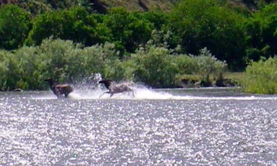 Horse Running Across a Body of Water