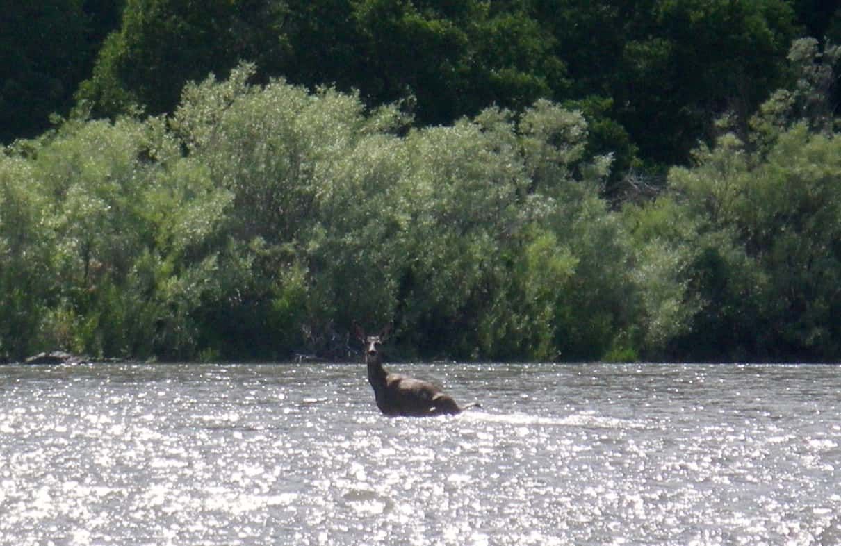Deer Swimming in A Lake with Trees in The Background
