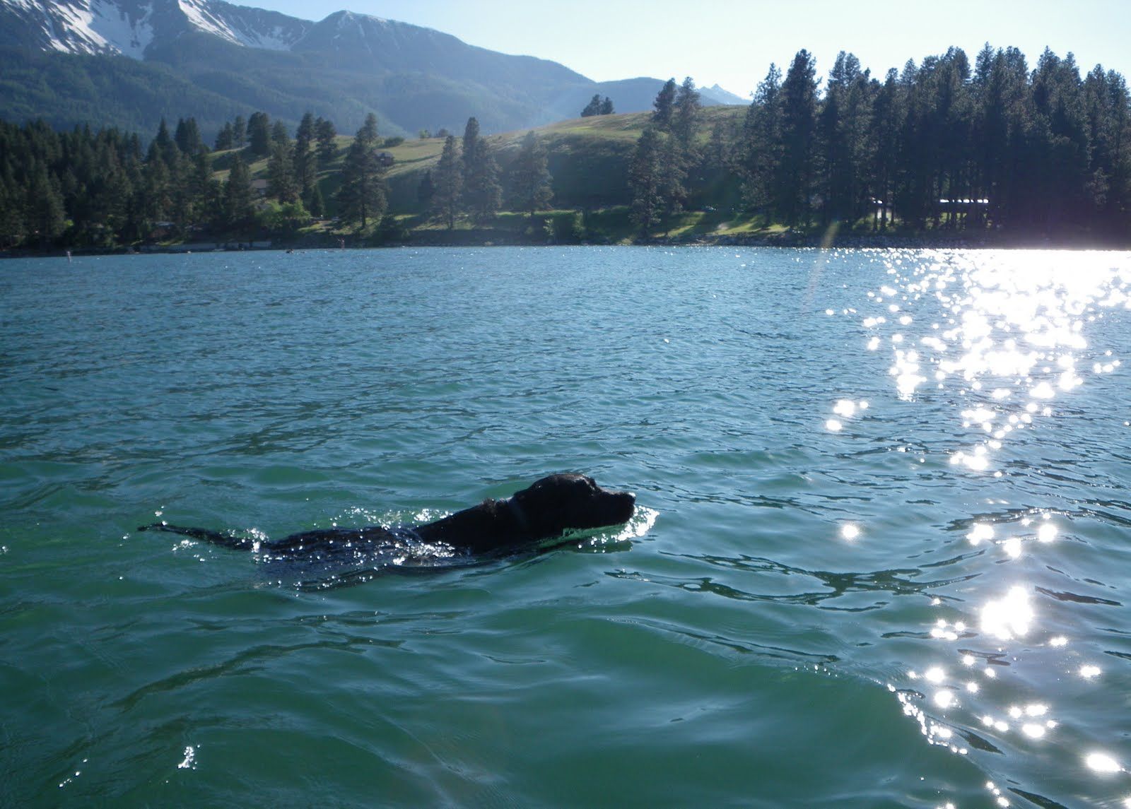 A dog is swimming in a lake with mountains in the background