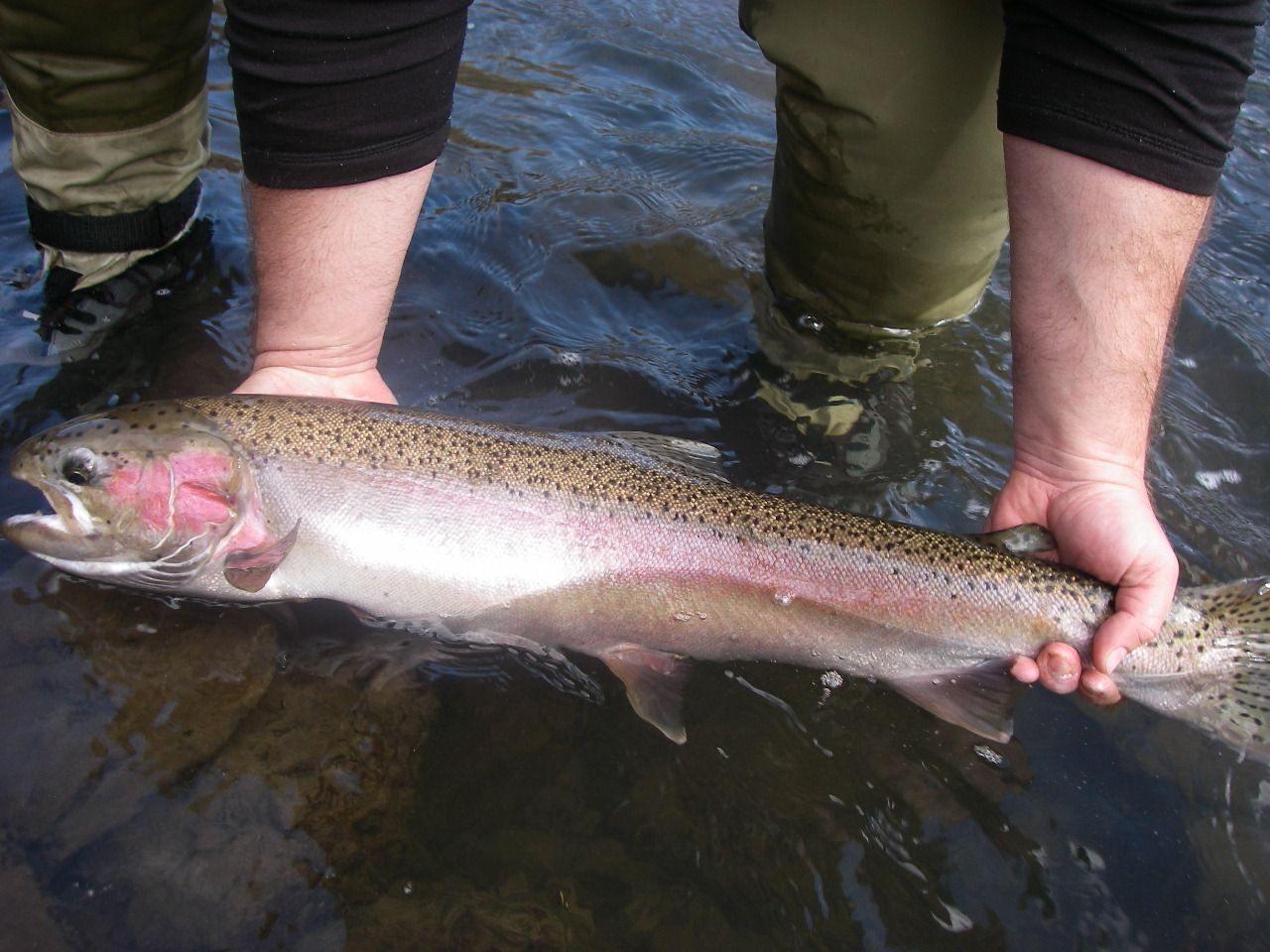A person is holding a large rainbow trout in their hands in the water.