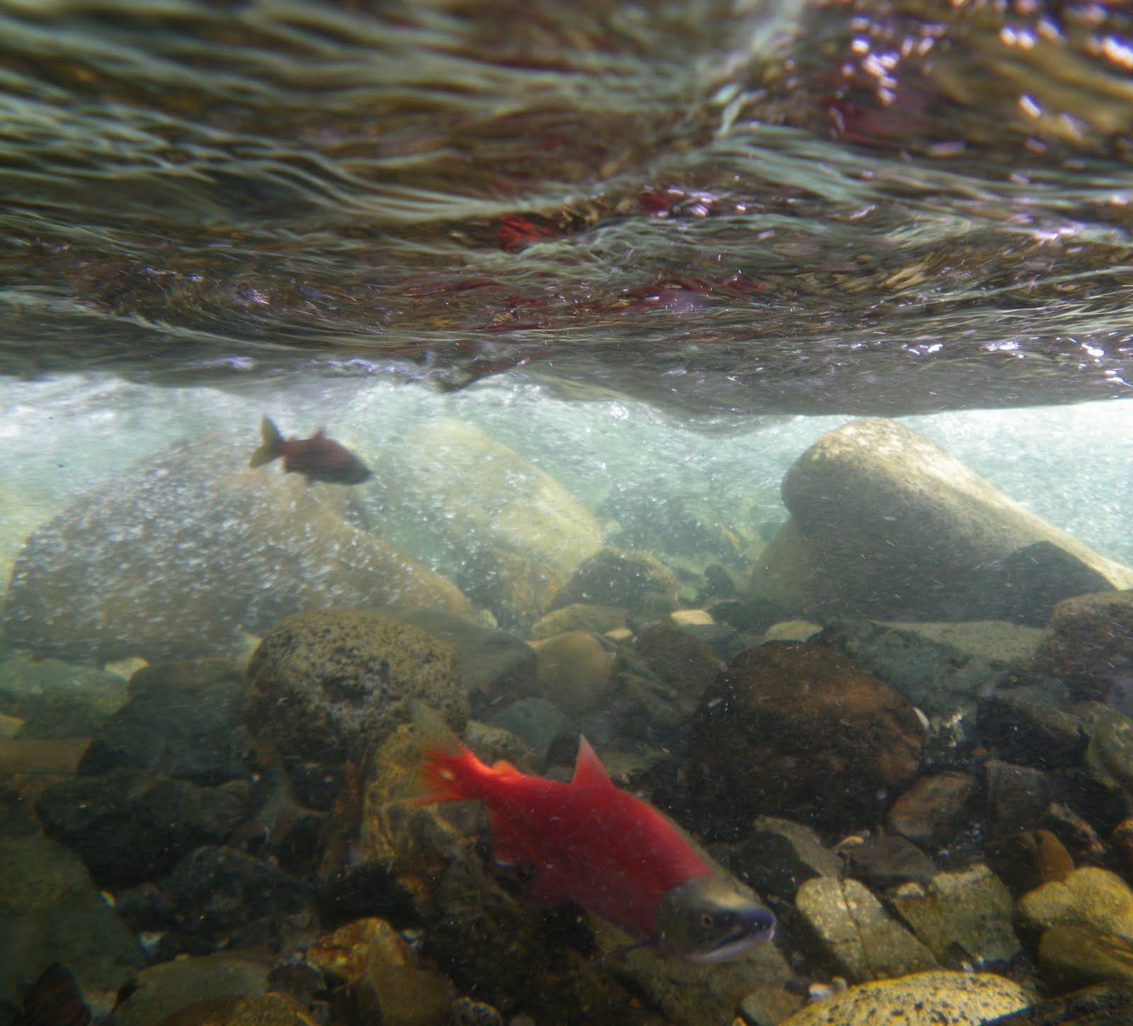 A couple of fish are swimming in the water near some rocks.