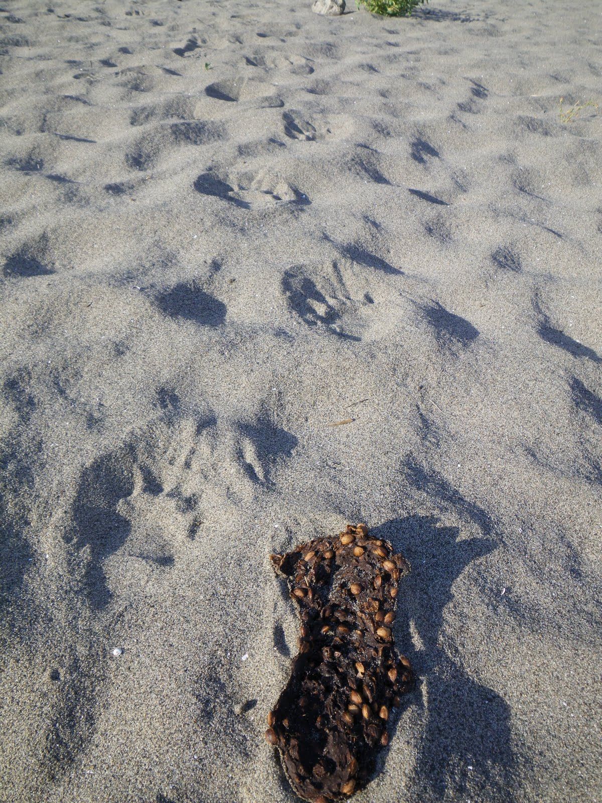 A pile of poop is laying in the sand on a beach.