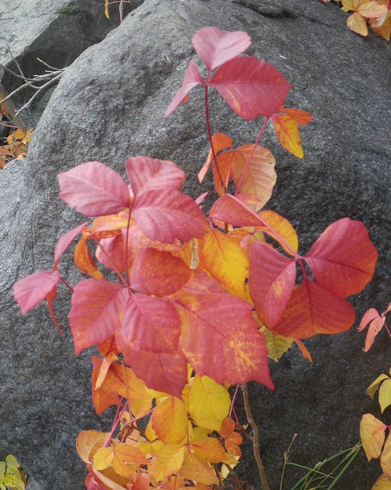 A plant with red and yellow leaves is growing on a rock