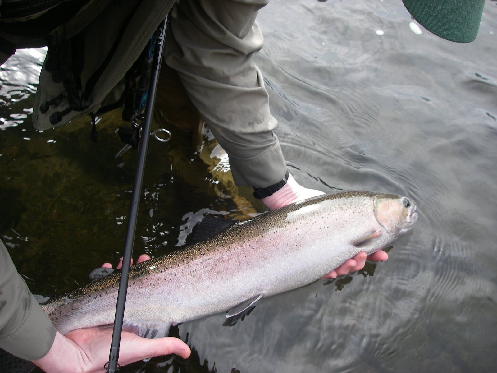 A man in a green hat is holding a large fish