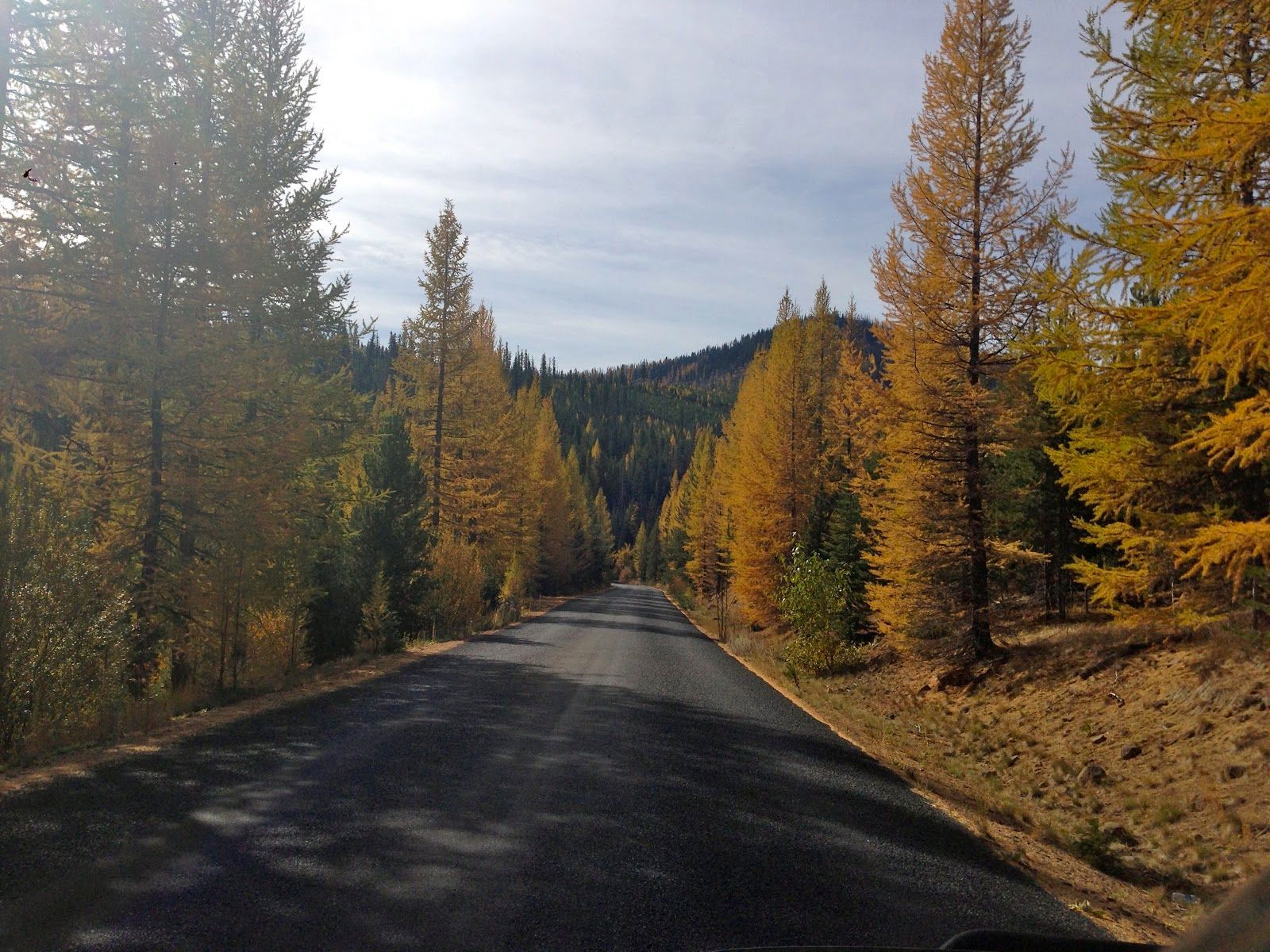 A road going through a forest with yellow trees
