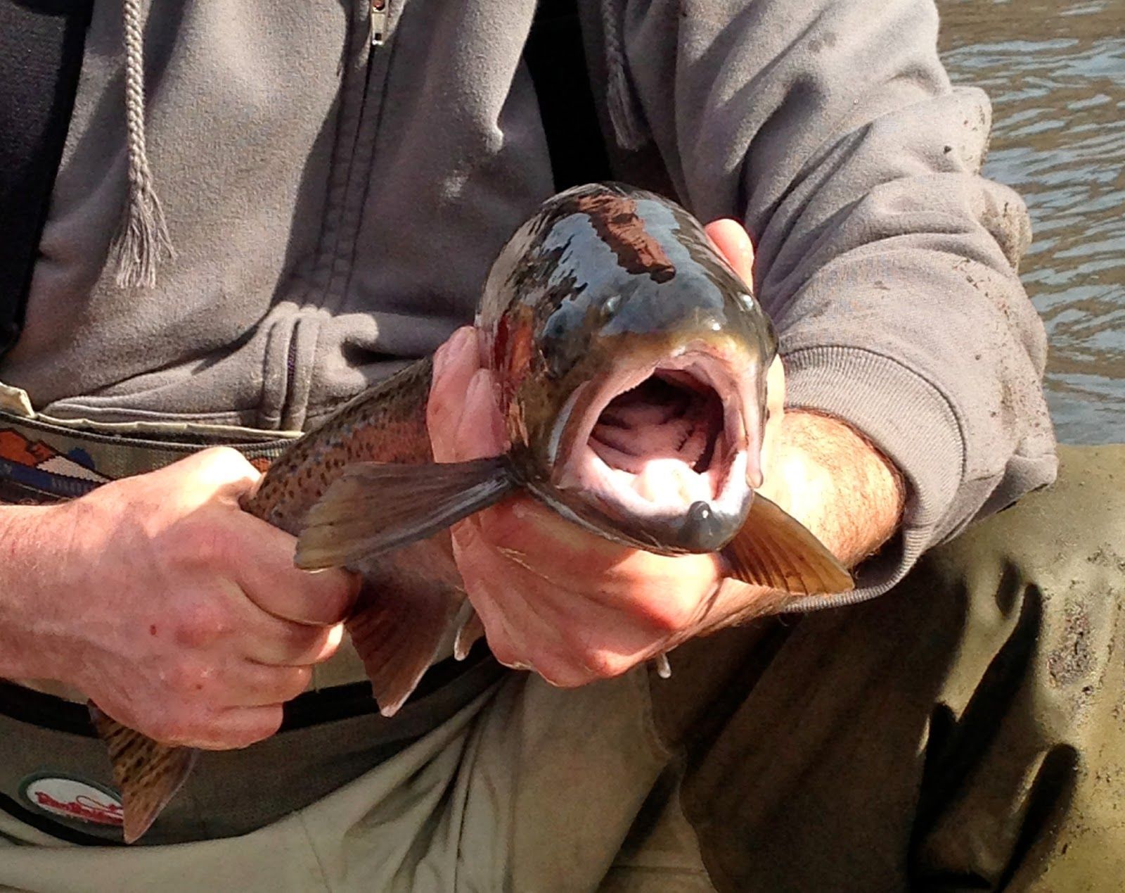 A man is holding a fish with its mouth open