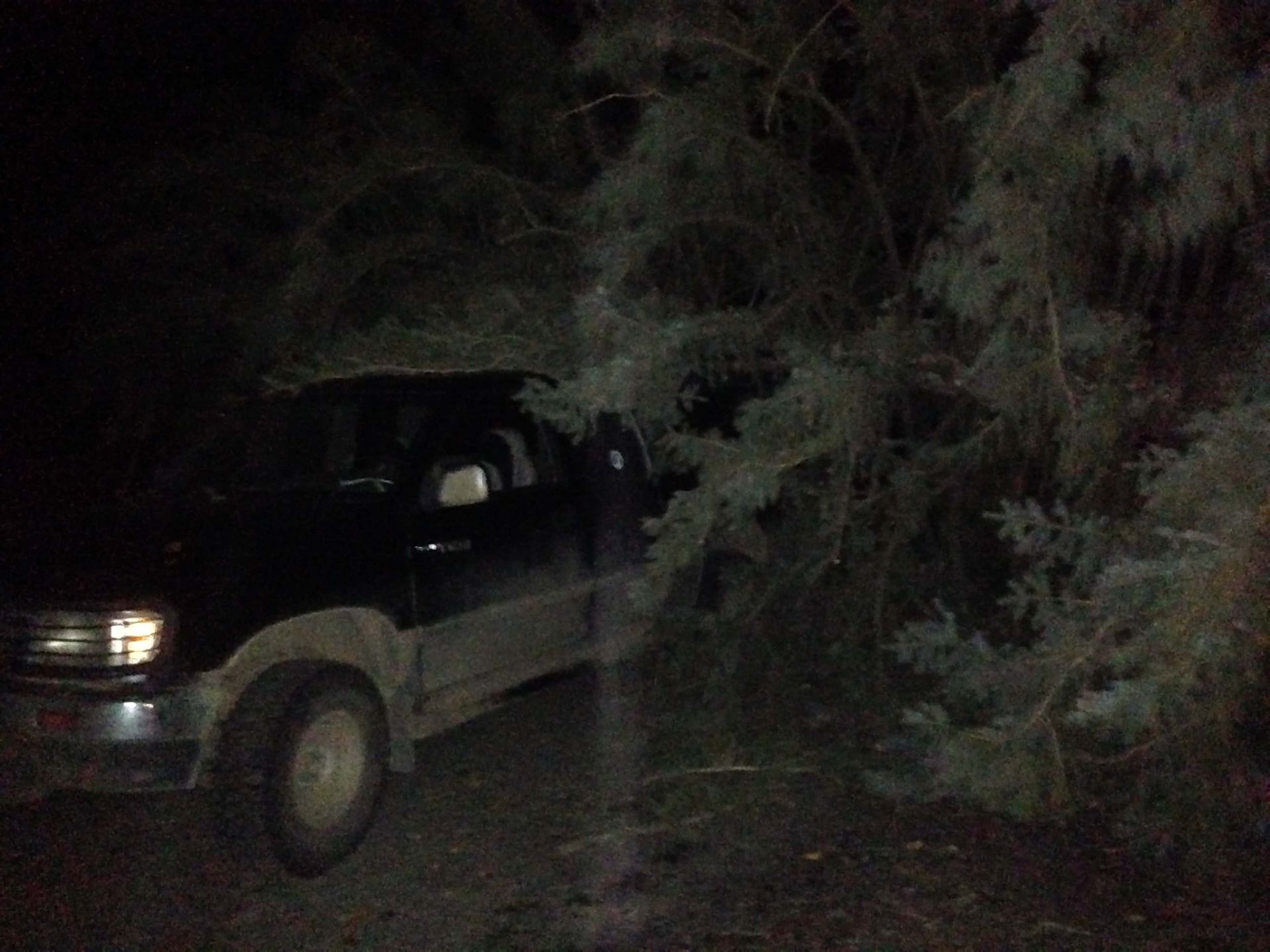 A black truck is parked next to a tree in the dark