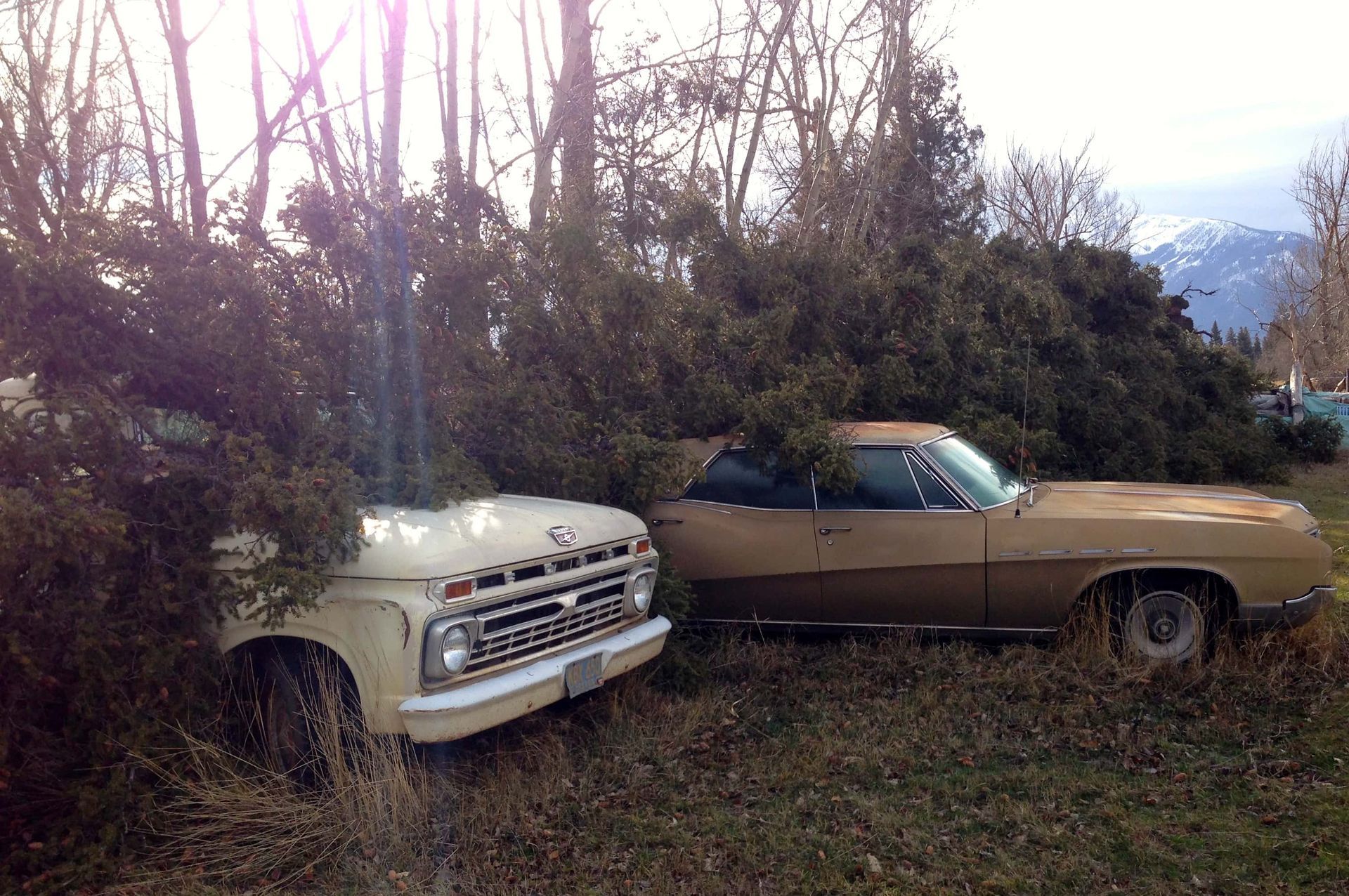 A truck and a car are parked next to a pile of christmas trees
