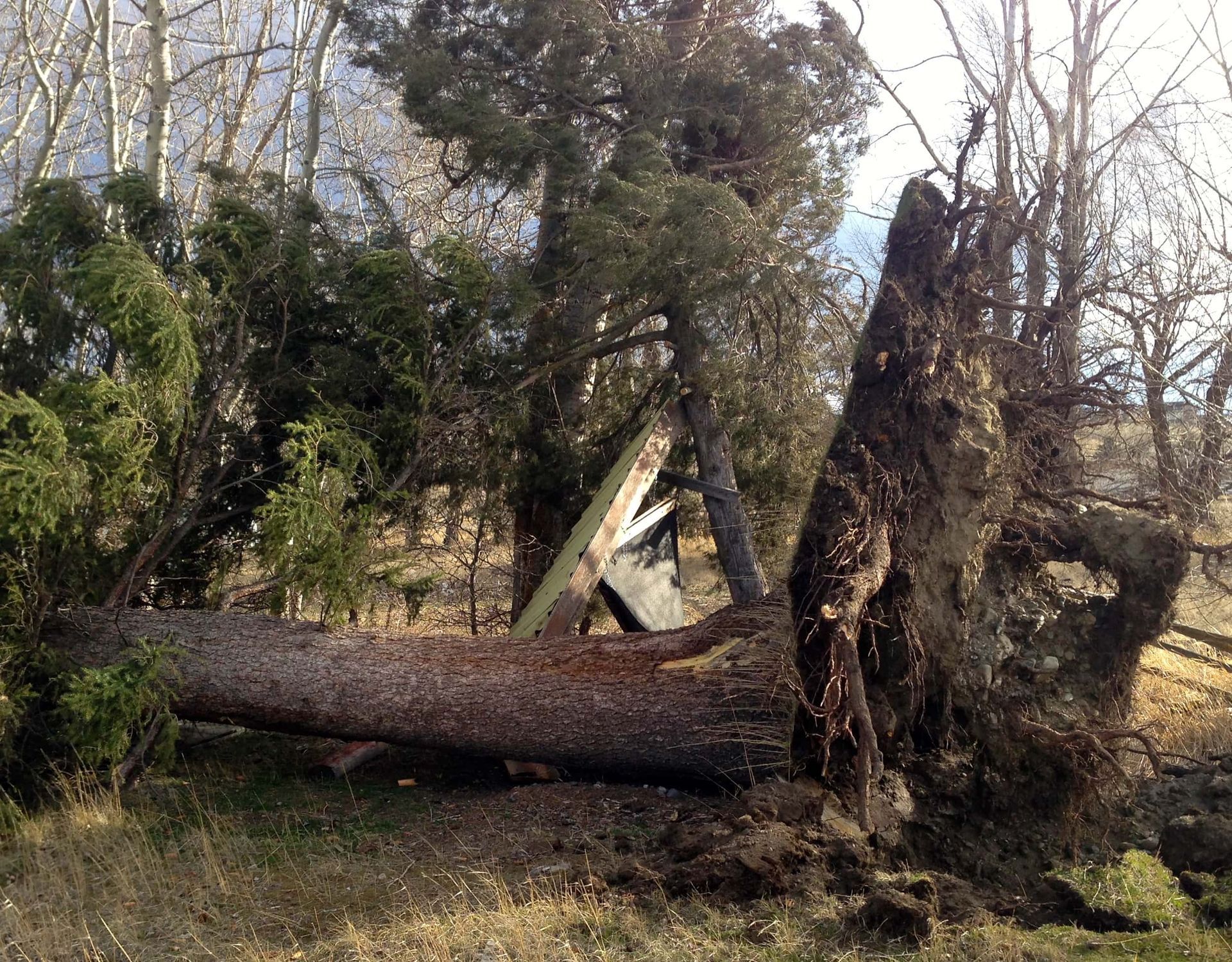 A large log is laying on the ground in the middle of a forest.