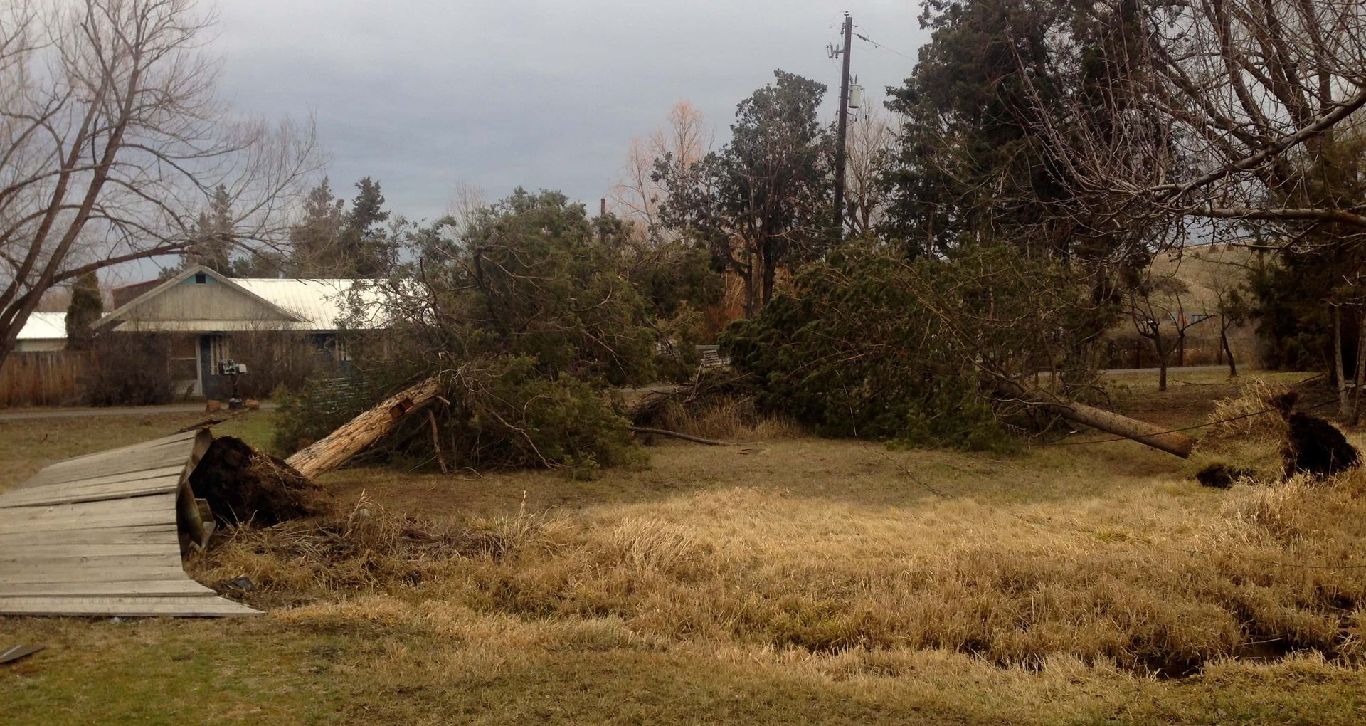 A fallen tree in a yard with a house in the background.