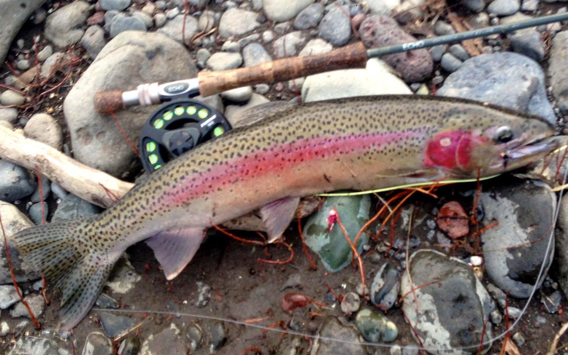 A rainbow trout is laying on the rocks next to a fly fishing rod.