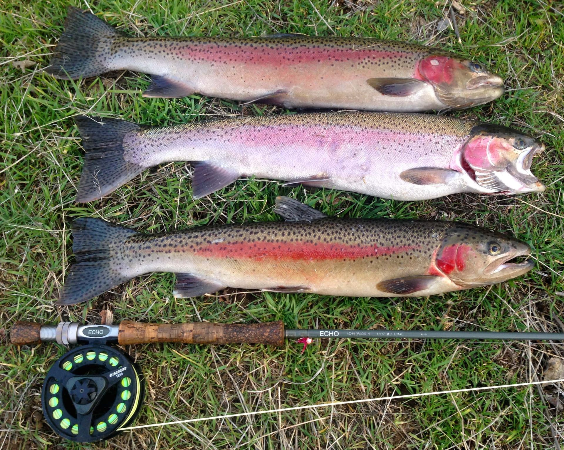 Three trout are laying on the grass next to a fly fishing rod.