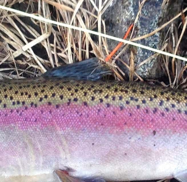 Rainbow trout with pink lateral stripe and black spots.